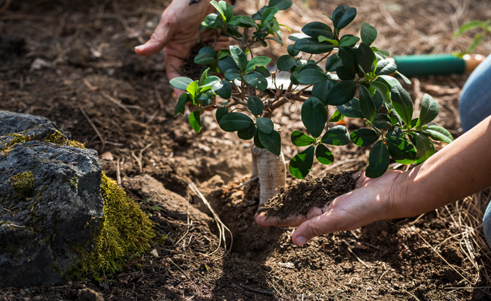 Planting a small tree in the soil