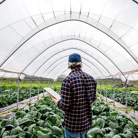 Man observing cabbage crop in greenhouse