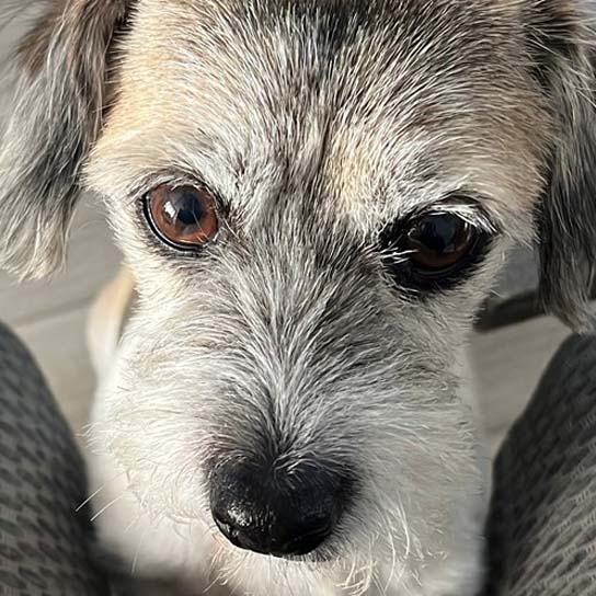 Rania Jabakhanji pet dog