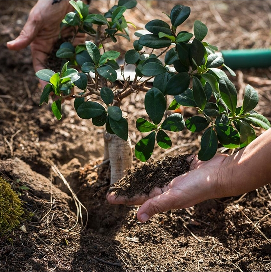 A tree being planted in the ground